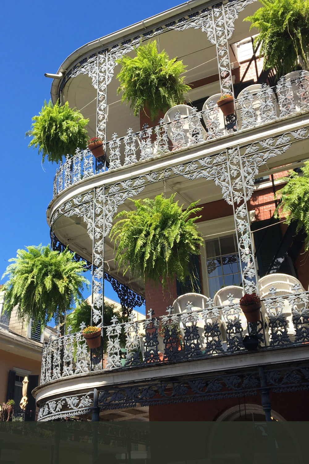 NewOrleansFerns